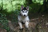 SIBERIAN HUSKY 1030